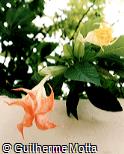 Brugmansia suaveolens Brugmansia suaveolens
