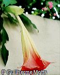 Brugmansia suaveolens Brugmansia suaveolens