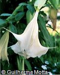 Brugmansia suaveolens Brugmansia suaveolens