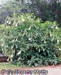 Brugmansia suaveolens Brugmansia suaveolens