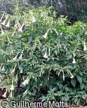 Brugmansia suaveolens Brugmansia suaveolens