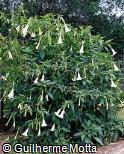 Brugmansia suaveolens Brugmansia suaveolens