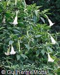 Brugmansia suaveolens Brugmansia suaveolens