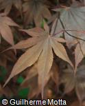 Acer palmatum ´Bloodgood´ Acer palmatum ´Bloodgood´