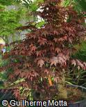 Acer palmatum ´Bloodgood´ Acer palmatum ´Bloodgood´