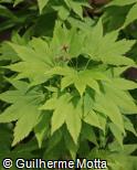 Acer shirasawanum