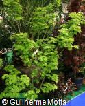Acer shirasawanum