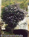 Abrir ficha do item Brunfelsia uniflora Abrir ficha do item Brunfelsia uniflora