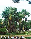 Abrir ficha do item Ravenala madagascariensis Abrir ficha do item Ravenala madagascariensis