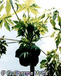 Carica papaya Carica papaya