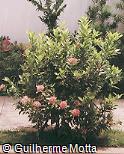 Ixora undulata
