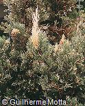 Thujopsis dolabrata var. variegata