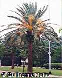 Abrir ficha do item Phoenix canariensis Abrir ficha do item Phoenix canariensis