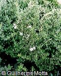 Serissa japonica