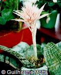 Aechmea fasciata