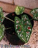 Caladium x hortulanum ´Florida Clown´
