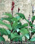 Canna indica