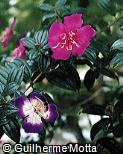 Tibouchina mutabilis Tibouchina mutabilis