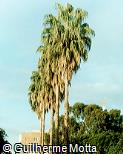 Washingtonia filifera Washingtonia filifera