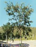 Callistemon viminalis Callistemon viminalis