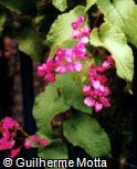 Antigonon leptopus