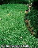 Paspalum notatum