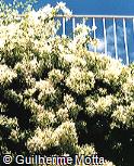 Bougainvillea spectabilis Bougainvillea spectabilis