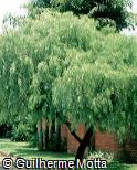 Abrir ficha do item Salix babylonica Abrir ficha do item Salix babylonica