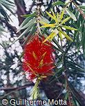 Callistemon viminalis Callistemon viminalis