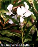 Hedychium coronarium