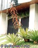 Vriesea imperialis