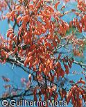 Erythrina mulungu Erythrina mulungu