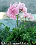 Pelargonium peltatum,Gerânio-pendente , Gerânio , Pelargônio-pendente , Pelargônio , Gerânio-hera , Gerânio-folha-de-hera , Gerânio-trepador