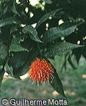 Abrir ficha do item Stifftia chrysantha Abrir ficha do item Stifftia chrysantha