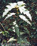 Abrir ficha do item Begonia aconitifolia Abrir ficha do item Begonia aconitifolia