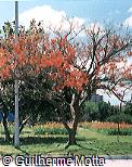 Erythrina mulungu Erythrina mulungu