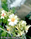 Pereskia aculeata Pereskia aculeata