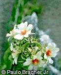 Pereskia aculeata Pereskia aculeata