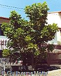 Abrir ficha do item Erythrina variegata Abrir ficha do item Erythrina variegata