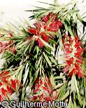 Callistemon viminalis Callistemon viminalis