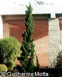 Abrir ficha do item Juniperus chinensis ´Kaizuka´ Abrir ficha do item Juniperus chinensis ´Kaizuka´