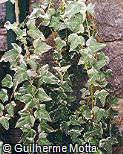 Hedera canariensis ´Gloire de Marengo´