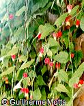 Abutilon megapotamicum Lanterna-chinesa , Lanterninha-japonesa , Chapéu-de-cardeal , Sininho , Farolito-chino