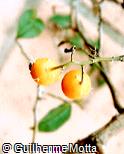Pereskia aculeata Pereskia aculeata