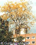 Abrir ficha do item Tabebuia chrysotricha Abrir ficha do item Tabebuia chrysotricha