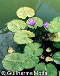 Abrir ficha do item Nymphaea rubra Abrir ficha do item Nymphaea rubra