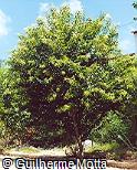 Ligustrum lucidum Ligustrum lucidum