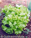Lactuca sativa Lactuca sativa