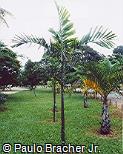 Ptychosperma elegans Ptychosperma elegans