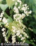 Antigonon leptopus ´Album´